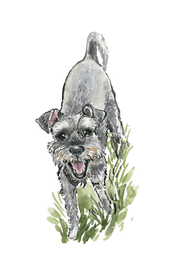 Bespoke Pet Portrait | Illustrated from your photo