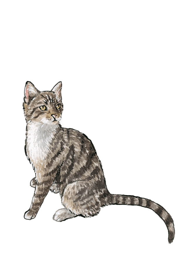 Bespoke Pet Portrait | Illustrated from your photo