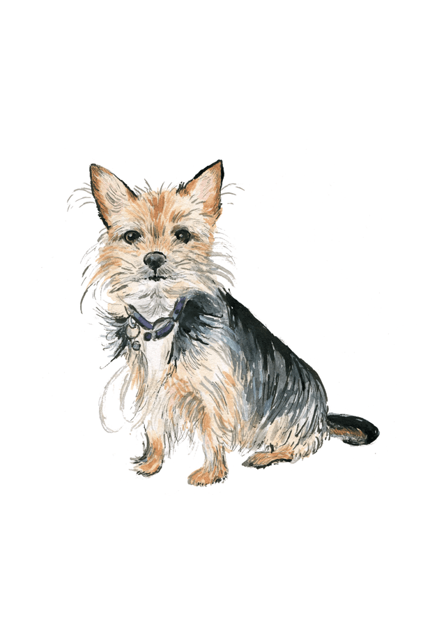 Bespoke Pet Portrait | Illustrated from your photo